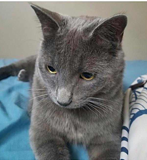 /Images/uploads/Humane Society of Utah/HSU2018/entries/4172thumb.jpg